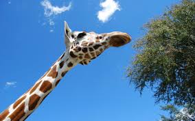 Healthy giraffes can live up to 25 years if they are in the wild. Why Do Giraffes Have Long Necks Wonderopolis