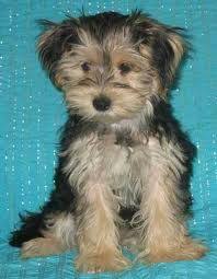 Black And Tan Yorkie Full Grown Full Grown Morkie I Know Want I Want For My Birthday If Only Morkie Dogs Morkie Puppies Morkie