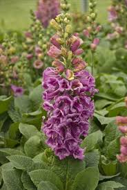 Image result for Digitalis purpurea