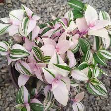 Image result for Tradescantia