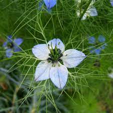 Растение nigella sativa (чернушка посевная), которое можно найти в северной африке и западной азии, может стать средством для лечения коронавируса. Chernushka Rastenie Vikipediya