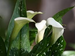 Image result for Zantedeschia albomaculata
