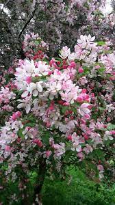 Malus Floribunda Japanese Crabapple Flowering Trees Flowering Crabapple Trees To Plant