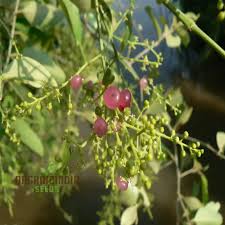 Image result for Synsepalum muelleri
