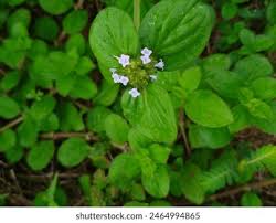 Image result for Spermacoce natalensis