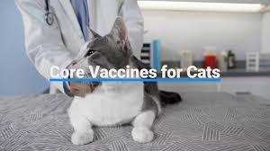 Core vaccines and non core vaccines. What Is The Fvrcp Cat Vaccine Petmd