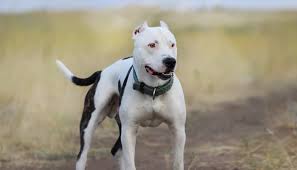 bojcovskie porody sobak spisok porod s foto i korotkim opisaniem