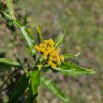 Image result for Psiadia punctulata