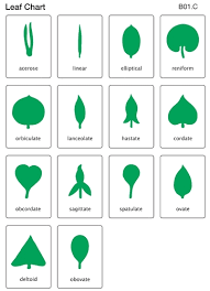 botany leaf cabinet control chart laminated