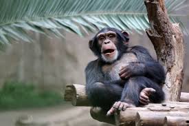Kansas City Zoo Tickets Discounts And Free Days Kansas City On The Cheap In 2020 Kansas City Zoo Zoo Tickets Zoo Coupons