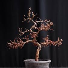 What Is The Best Way To Revive A Bonsai If Dried Out Quora