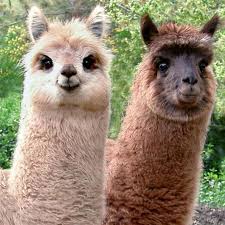 Hier werden regelmäßig exotische tiere gepostet :) schick uns doch ein foto von deinem exotischen tier. Unsere Tiere Trankler S Rollender Zoo Fur Kitas Schulen Seniorenheime Und Andere Soziale Einrichtungen Sowie Familienfeste Messen Und Events