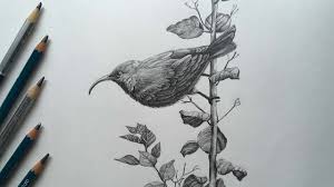 Watch step by step drawing and shading techniques.image source: Rooster Drawing Pencil Sketch Rooster Pencil Drawing Youtube
