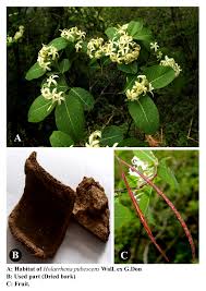 Image result for Holarrhena