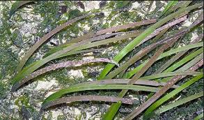 Image result for Cymodoceaceae