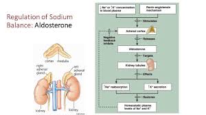 Fluid Electrolyte And Acid Base Balance Youtube