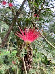 Image result for Putterlickia