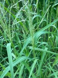 Image result for Panicum schinzii