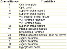 Pin By Pu On Nerves Cranial Nerves Periodic Table