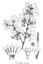 Image result for Belonophora coffeoides