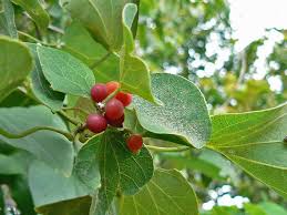 Image result for Cissampelos