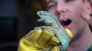 BABY BLACK THROAT MONITOR UPDATE