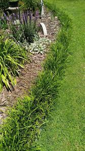 Border Of Monkey Grass Monkey Grass Ornamental Grass Landscape Grass Flower