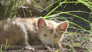 Coyote's resource center is where carriers and shippers find expert insights on logistics and supply chain management to help drive their businesses forward. What To Expect During Coyote Pup Season Wolf Conservation Center