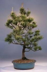 It is not to be confused with the similarly named bonsai set. Japanese Five Needle Pine Bonsai Tree Pinus Parvifolia