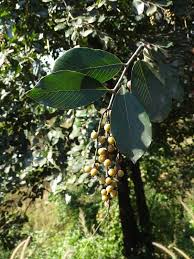 Image result for Bridelia ripicola