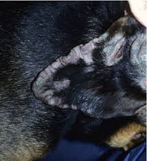 Image result for scabies dogs detail