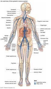 Large elastic artery cross section. Label The Blood Vessel Human Bio Pin On Photography Pendidikan Kimia