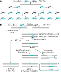 Gene drives could also reduce the genetic diversity of the target population. Gene Drives