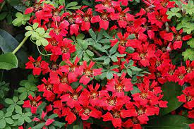 Do you have propagation info on this plant? Nasturtiums For Grown Ups Rhs Gardening