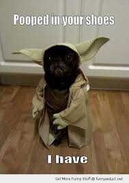 Star Wars Yoda Dog Animal Pooped Shoes Funny Pics Pictures Pic Picture Image Photo Images Photos Lol Funny Animal Pictures Funny Animals Dog Halloween