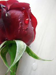 Raindrops On Roses Roses Pinterest Red Roses Single Red Rose And Rose