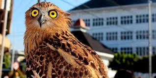 ✓ gratis untuk usaha, pribadi & lainnya. Jadi Buruan Populasi Burung Hantu Love Terancam Punah Merdeka Com