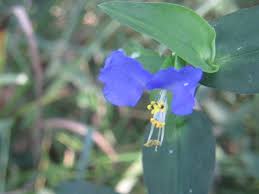 Image result for Commelina reptans