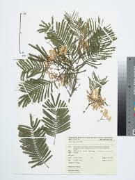 Image result for Acacia decurrens