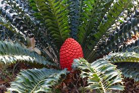 Image result for Encephalartos schmitzii