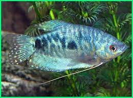 Namun, tampilannya yang elok memang tidak terbantahkan. Panduan Lengkap Cara Merawat Ikan Hias Sepat Rawa Dunia Fauna Hewan Binatang Tumbuhan Dunia Fauna Hewan Binatang Tumbuhan