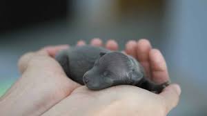 When Do Puppies Eyes Open The Dog People By Rover Com