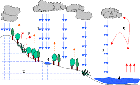 El carbono, el nitrógeno y el azufre,. Agua Ciclo Del Agua