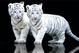 Browse bedroom decorating ideas and layouts. White Tiger Cubs Room Decor Wall Clock Home Diy Wall Clocks Home Furniture Diy Clocks