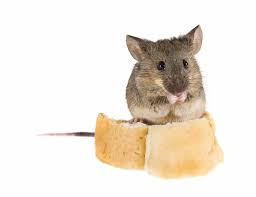 As time goes by, the mouse population in your home explodes, and it is not possible to count how many. Do All Old Houses Have Mice