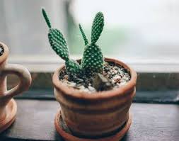 I have observed both superficial fungal growth on the intact skin of cactus plants and plants injured or ferocactus pilosus rot or mold forming. 14 Types Of Cacti For Indoors And Outdoors Including Pictures