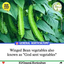 Image result for Psophocarpus