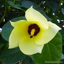 Image result for Hibiscus tiliaceus