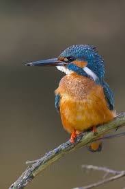 Kingfisher Kingfisher Beautiful Birds Common Kingfisher