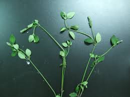 Image result for Justicia protracta